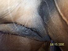 Zips udder 13  days to foal