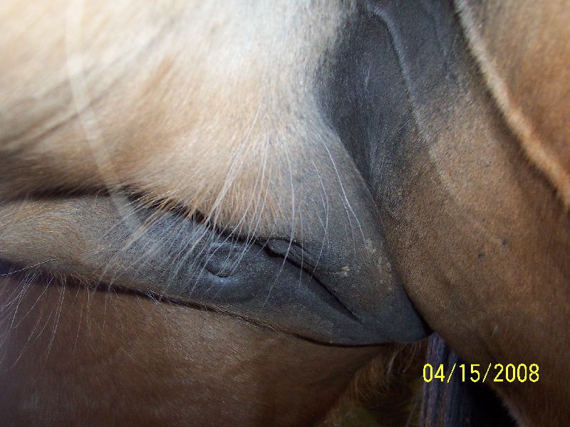 Zips udder 13  days to foal
