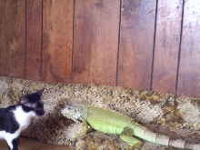 Zirra meets the kitty