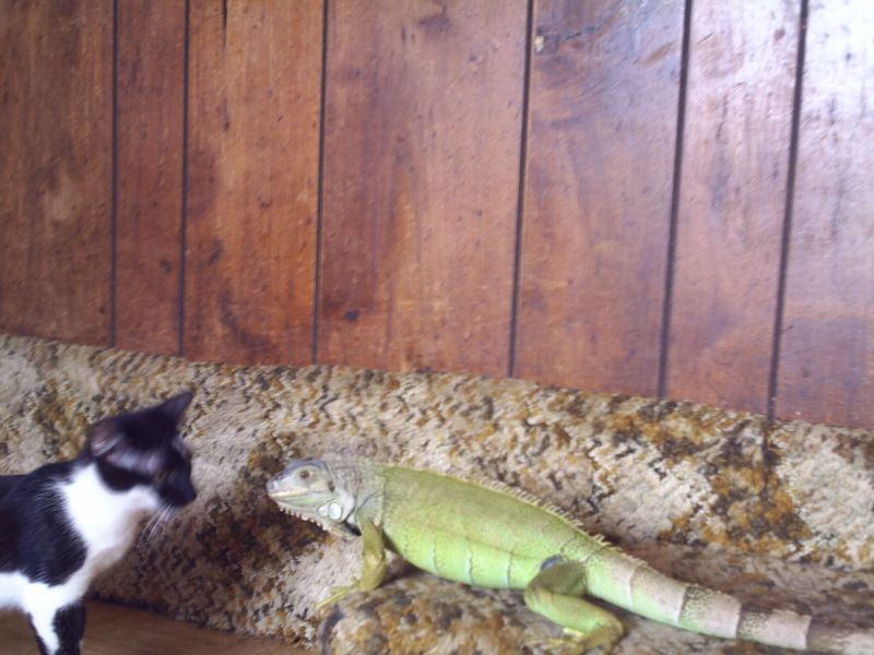 Zirra meets the kitty