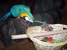 Tiku takes on the basket!