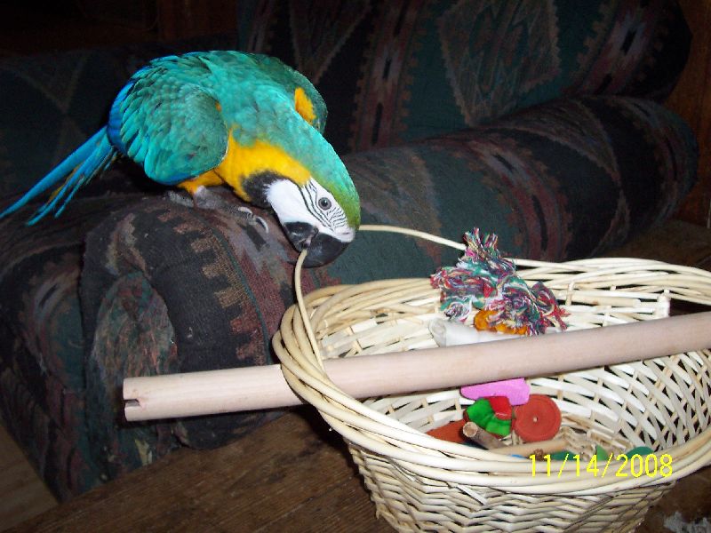 Tiku takes on the basket!