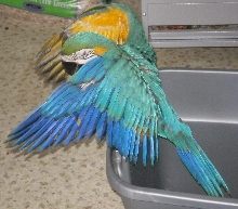 Tiku excercising his wings