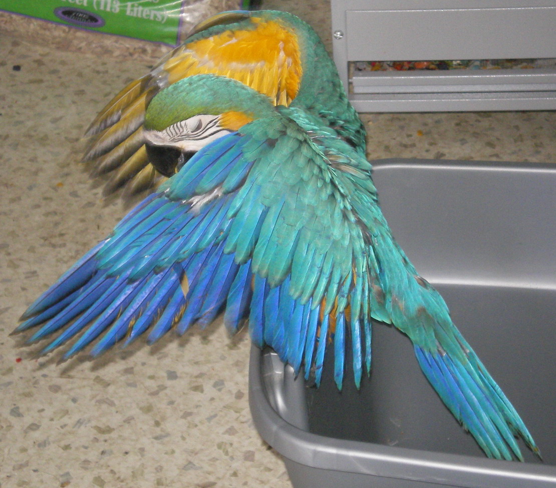 Tiku excercising his wings
