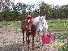 Sizzle the weanling