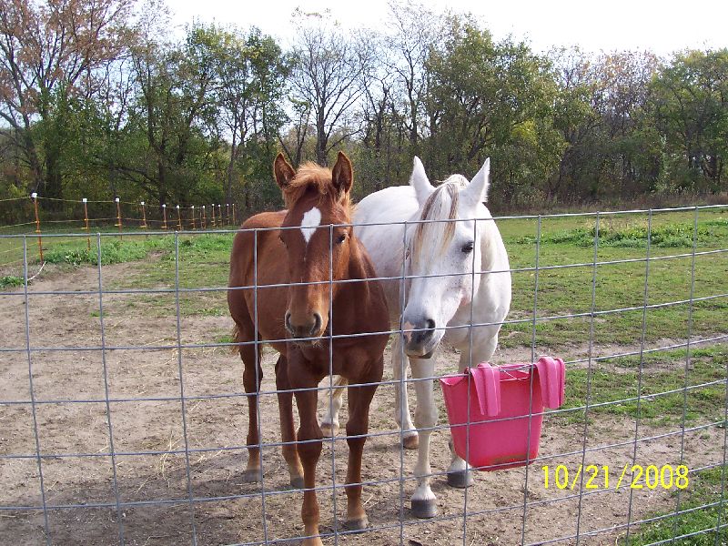 Sizzle the weanling
