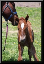 Zip's new filly