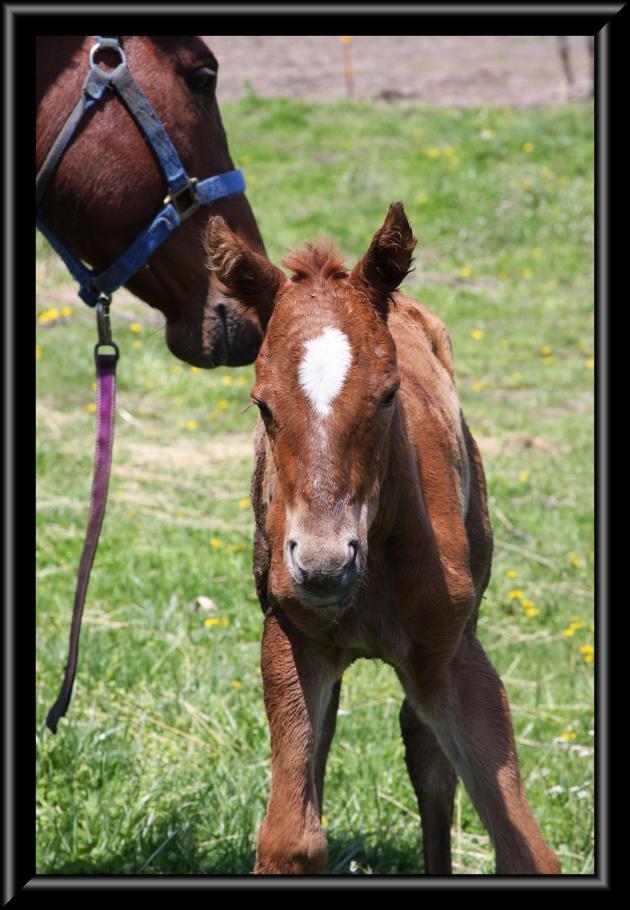 Zip's new filly