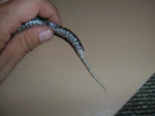eastern hog tail