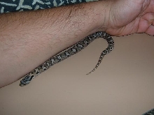 eastern hog