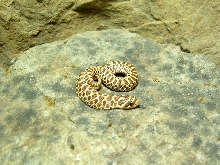 mexican hognose snake