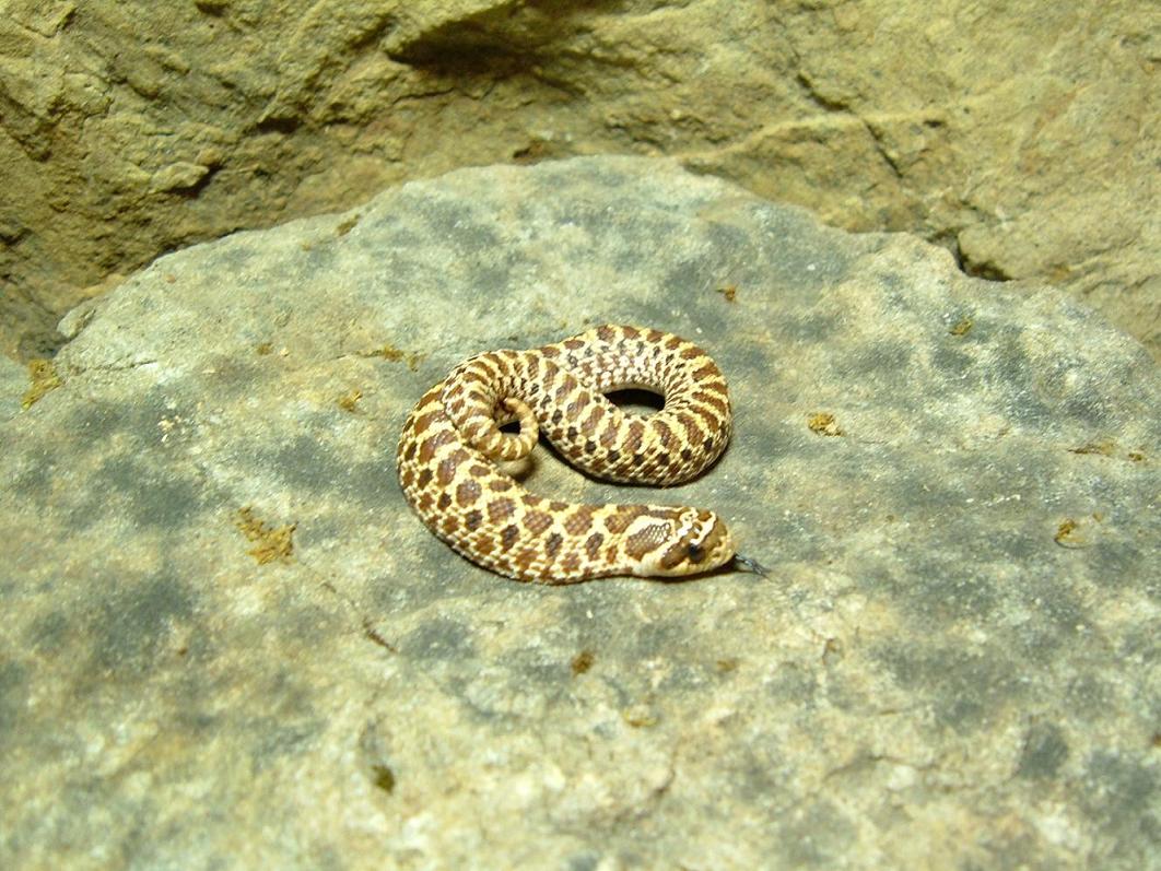 mexican hognose snake