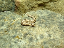 mexican hognose snake 2