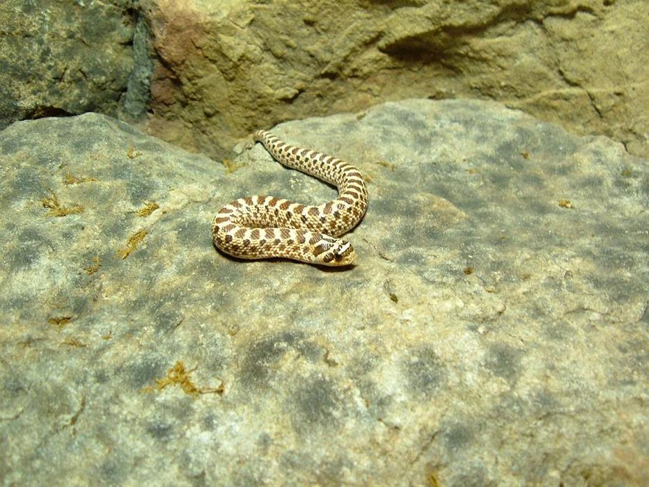 mexican hognose snake 2