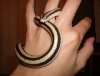 my snake