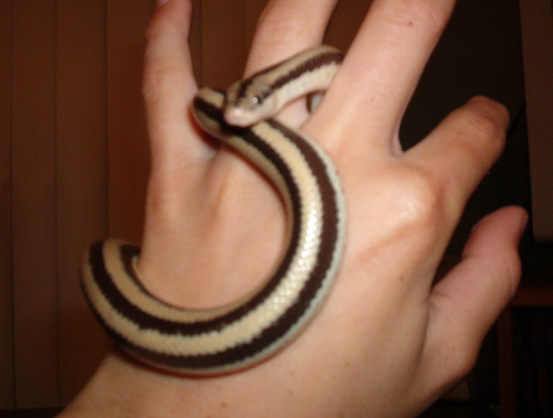 my snake