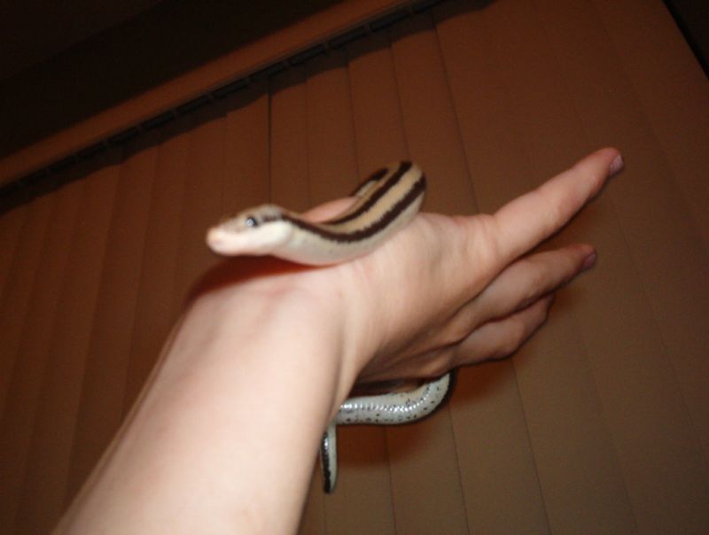 bo!