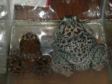 Blue Bull frog