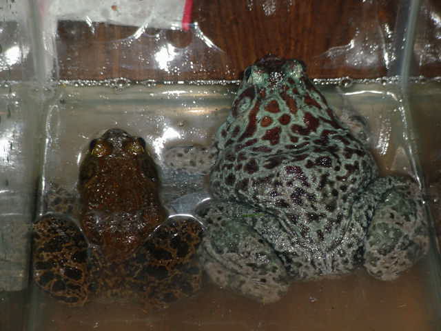 Blue Bull frog
