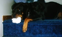 Titus eating a sock
