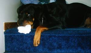 Titus eating a sock