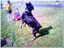 The lesser known Sprinker Hound