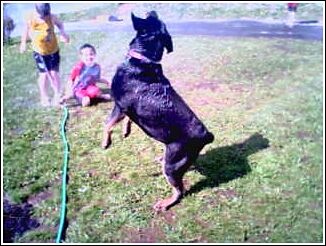 The lesser known Sprinker Hound