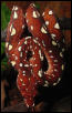 Green Tree Python Glaeser hungry