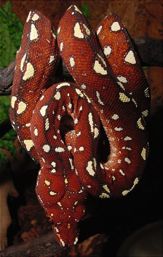 Green Tree Python Glaeser hungry