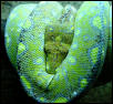 Green Tree Python Glaeser