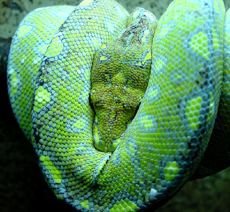 Green Tree Python Glaeser