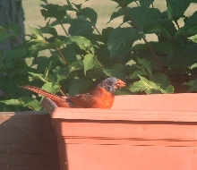 What kind of bird is this???
