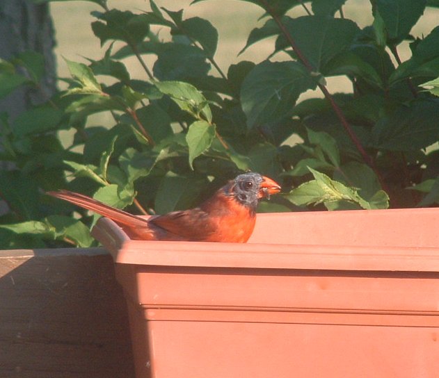 What kind of bird is this???