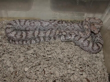 Female Lav