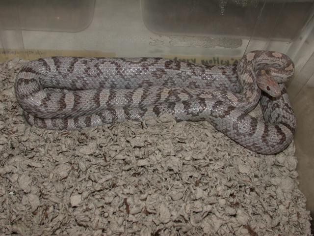 Female Lav