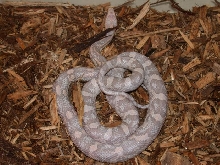 Female Hypo lav MP