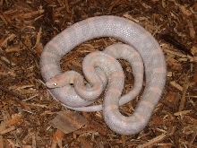 Hypo Lav MP
