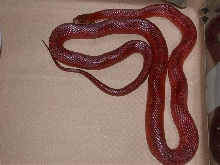 Bloodred Male