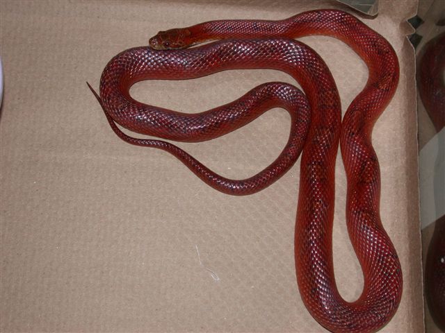 Bloodred Male
