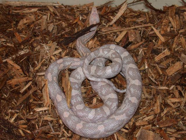 hypo lav female