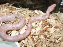 Hypo lav Male