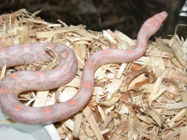 Hypo lav Male