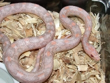 Serpenco Male