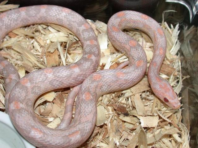 Serpenco Male