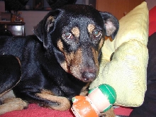 Junior