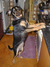 Junior Cooker