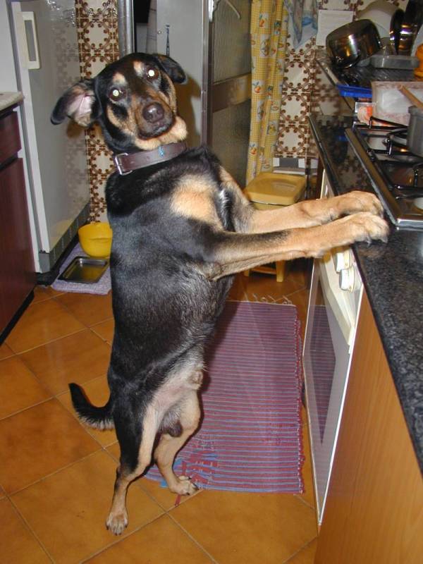 Junior Cooker