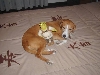 Simba with Shrek