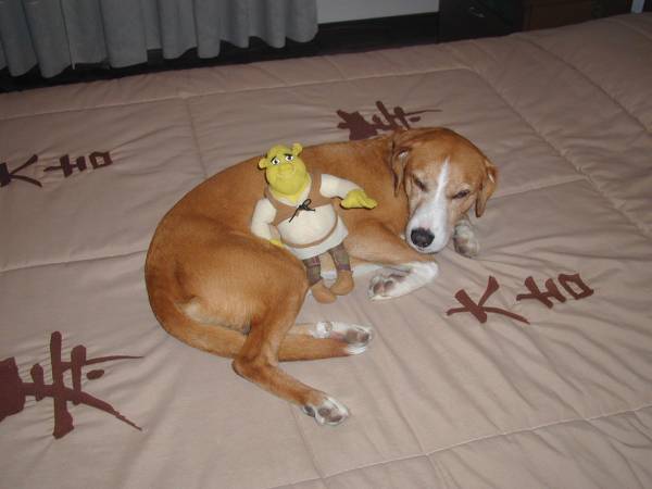 Simba with Shrek