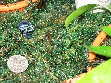 Baby Azureus